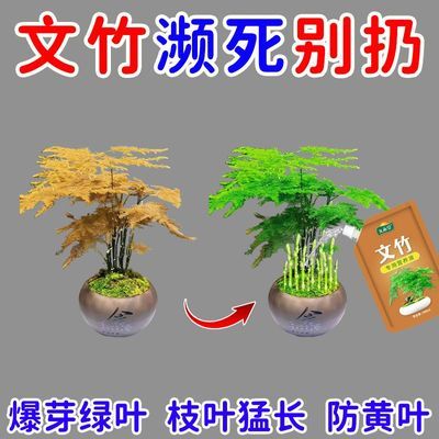 【黄叶急救】文竹营养液专治文竹黄叶干尖枯萎促发芽文竹专用肥料