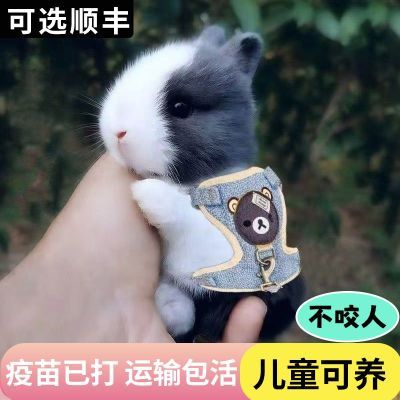 小白兔子活物侏儒兔长不大迷你小型公主荷兰垂耳兔小兔家养宠物兔