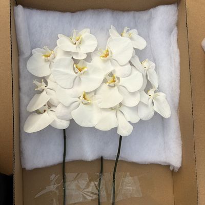A级大白V3蝴蝶兰不带盆鲜切花,单支6朵