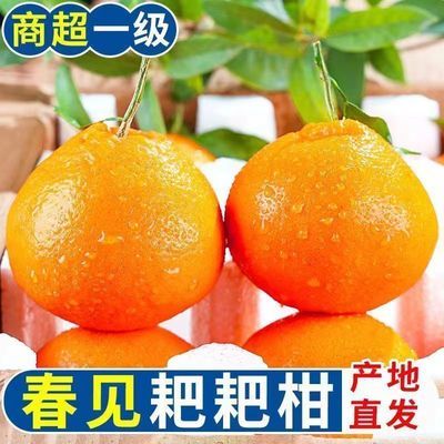 正宗春见耙耙柑四川薄皮粑粑柑应季当季新水果鲜孕妇丑八怪柑橘子