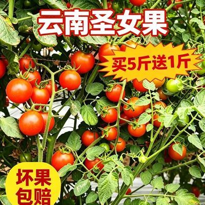 云南圣女果新鲜蔬菜樱桃小番茄非千禧小柿子孕妇水果包邮露天种植