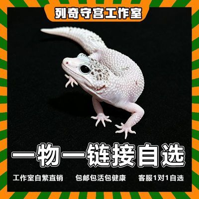 精选豹纹守宫一物一链接中高端个体自选