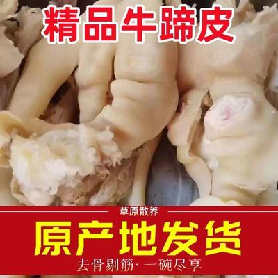 黄牛剔骨牛蹄散养蹄子新鲜正宗半熟脱骨牛脚牛筋清真食材蹄筋整只