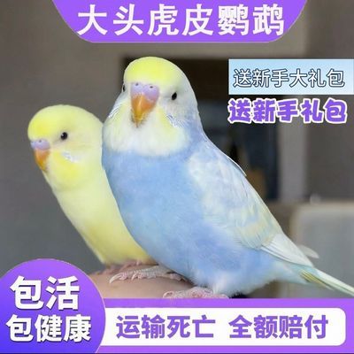会说话的纯手养虎皮鹦鹉超亲人小型鹦鹉鸟特色大头金彩高端手养鸟