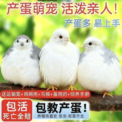 成年芦丁鸡礼服活物卢丁鸡活体瓦灰纯白青年迷你宠物邮包阳台宠物