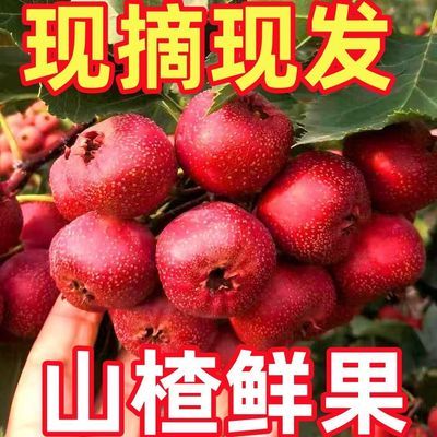 新鲜山楂现摘大金星山楂非甜红子新山里红山楂大果山楂果酸甜专用