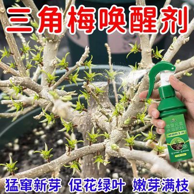 嫩芽满枝】三角梅专用营养液催芽促花治黄叶枯萎落叶不开花叶面肥