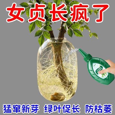 猛爆根】小叶女贞营养液小叶水蜡树催花营养液肥土壤老桩营养肥料