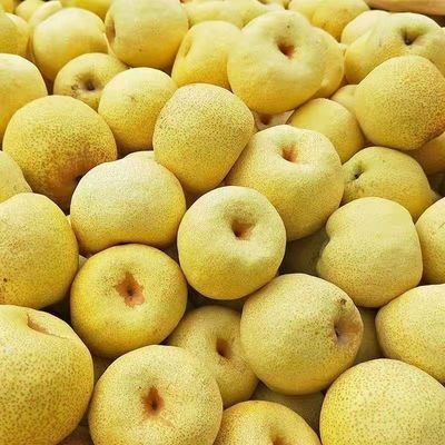 正宗酥梨新鲜水果梨子百年雪梨梨树薄皮多汁无渣当季整箱批发