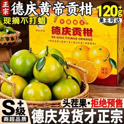 【德庆贡柑】正宗皇帝柑应季孕妇水果新鲜柑橘甜贡柑产地直发