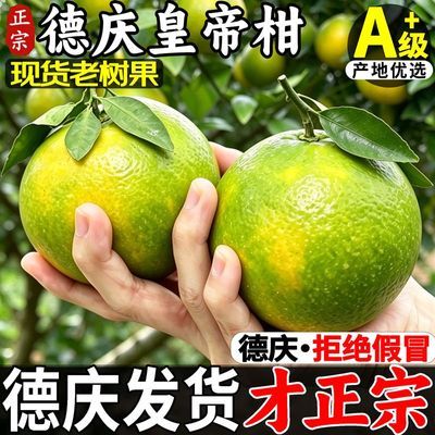 【德庆贡柑】正宗皇帝柑应季孕妇水果新鲜柑橘甜贡柑产地直发