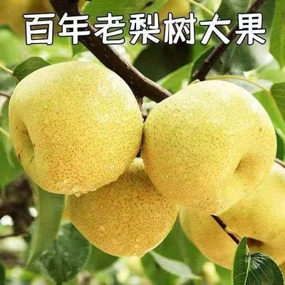 彩箱带箱5斤】正宗酥梨应季新鲜水果冰糖雪梨薄皮多汁梨子一整箱