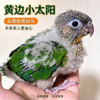 太阳鹦鹉小鸟雏鸟半毛手养亲人断奶黄边肉桂凤梨绿颊说话宠物