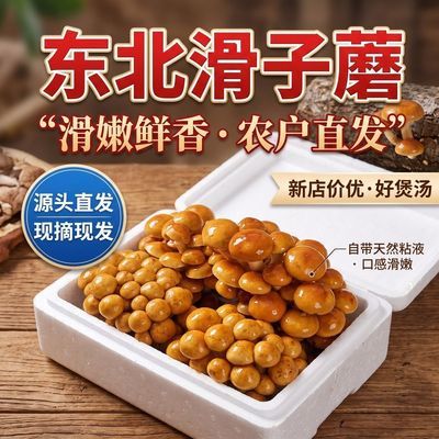 2026年现采新鲜头茬滑子菇带根自带粘液现采现发可以下火锅,炒肉