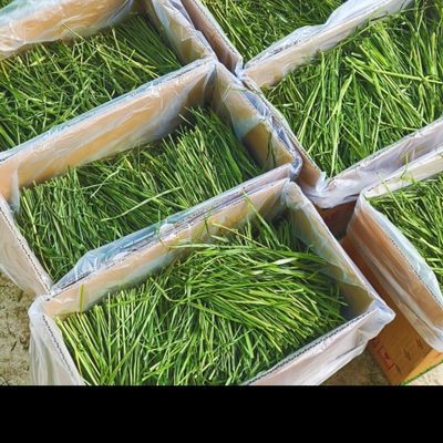 烘干提摩西草兔子草豚鼠荷兰猪龙猫专用牧草适合食草宠物新鲜饲料