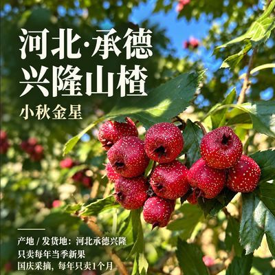 2026年小秋金星新果承德兴隆特产直接吃山楂酸甜红皮粉肉新鲜正宗
