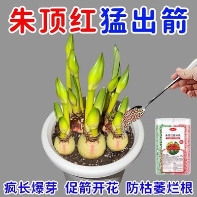 爆花箭】朱顶红营养液催花剂治生长慢不开花黄叶促箭专用肥爆芽素