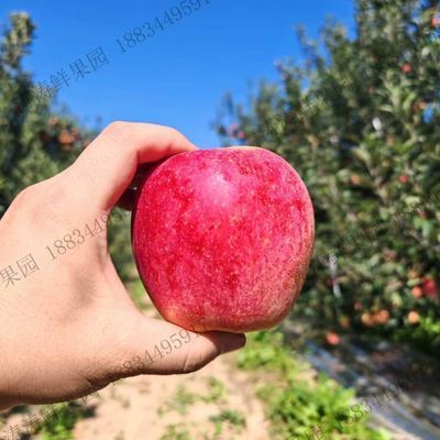 香爱妃苹果2026新鲜水果当季鲜果脆甜多汁国产爱妃农家自种现摘