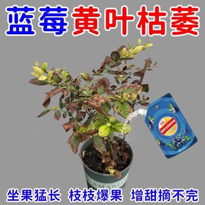 蓝莓营养液促果防黄叶促发芽专用肥家用生长期挂果增甜氮肥