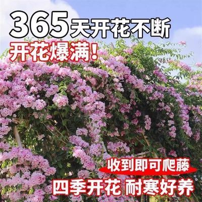 【买一发四】爬藤植物蒜香藤盆栽地栽庭院攀援植物耐寒耐热花卉