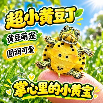 纯正超小黄豆丁迷你罕见黄腹稀有黄头水陆两栖深水清鱼粪沉淀物