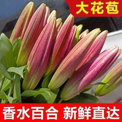 太便宜】香水百合花百合鲜花水养批发云南昆明基地家庭办公室插花