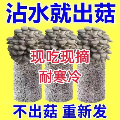 喷水即出菇蘑菇种植菌包可食用儿童家庭室内阳台种植包菌种家种