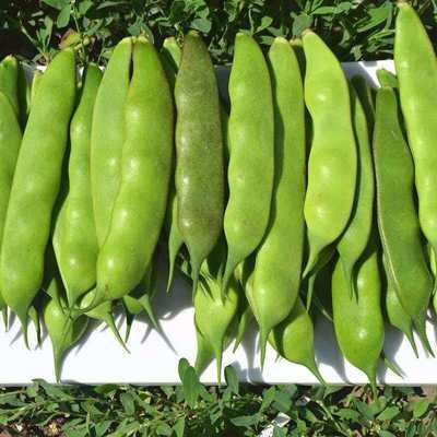 正宗油豆角九月青豆角开锅烂豆角头茬豆角新鲜蔬菜