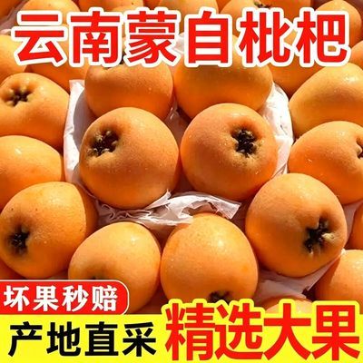 正宗云南蒙自枇杷果大高山种植新鲜水果现摘新鲜琵琶果头茬酸甜口