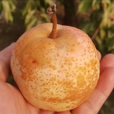 花皮果特级薄皮佛见喜梨晚期自然成熟梨子酥脆梨多汁水果甜