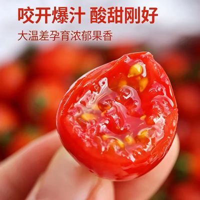 新鲜现摘圣女果孕妇水果小番茄西红柿露天种植自然成熟应季水果