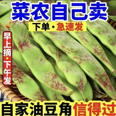 现摘云南精品一点红豆角精选新鲜蔬菜正宗一点红九月紫花油豆