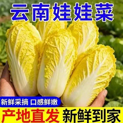 云南高山露天娃娃菜嫩脆新鲜蔬菜农家自种产地直发大白菜火锅黄心