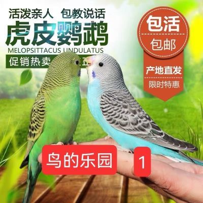虎皮鹦鹉鸟活物可繁殖可教说话的宠物鸟类幼雏特价非玄凤大头嘤鹉