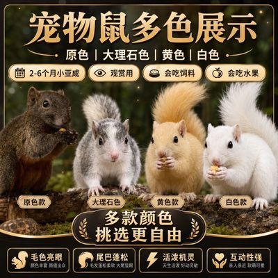 家养松鼠粉色宠物黄金正规成宠养殖场选择花色粮食观赏萌趣飞鼠