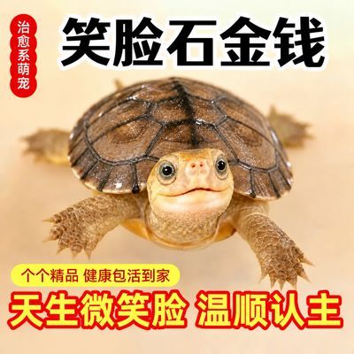 【笑脸石金钱】微笑南石招财金钱乌龟水陆宠物招财长寿可配沉木