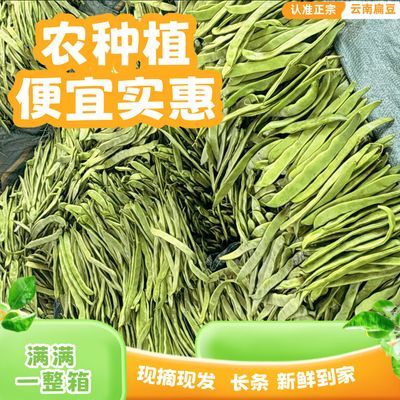 【福利爆款】净重3斤云南现摘扁豆刀豆农家当季蔬菜便宜产地直发