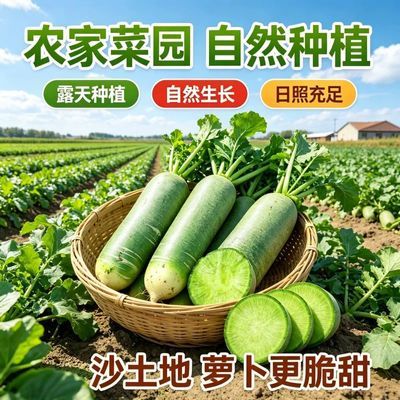 山东寿光当季潍县水果萝卜沙地现挖新鲜薄皮绿心脆甜生吃绿色健康
