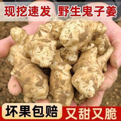 现挖新鲜洋姜野生鬼子姜可腌菜菊芋不辣姜有机大果胰岛果可食用
