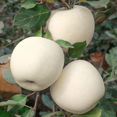 26年新果奶油苹果新鲜当季正宗白色冰糖心水果整箱奶油味白色