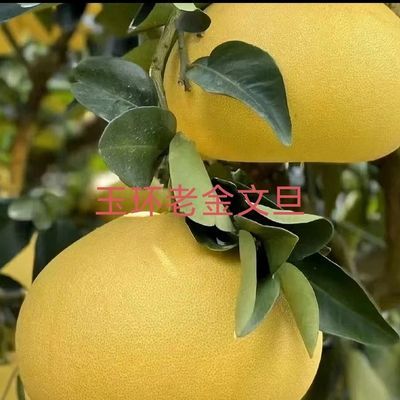 【玉环文旦】正宗玉环文旦柚楚门蜜柚稀缺柚子当季水果孕妇水果