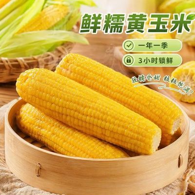 26年当季东北黄糯玉米真空包装低脂水果玉米大棒东北黏苞米