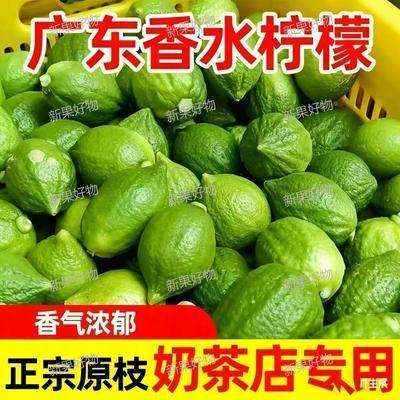新鲜爆香柠檬广东香水无籽柠檬茶水果手打商用奶茶正宗批发专用
