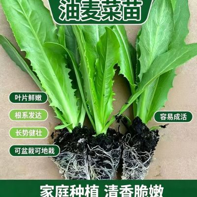 新鲜油麦菜穴盘秧苗耐寒耐热秋冬季蔬菜秧苗阳台庭院大田易栽苗