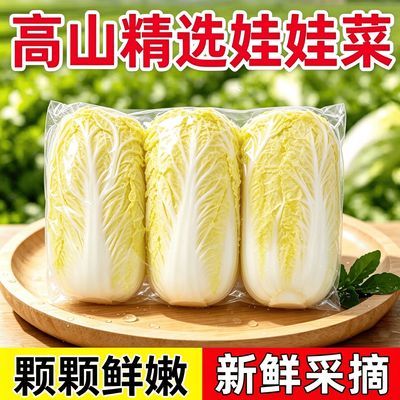 云南高山露天娃娃菜嫩脆新鲜蔬菜农家自种产地直发大白菜火锅黄心