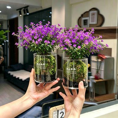 满天星盆栽花苞四季开花植物养活室内桌面阳台好养庭院花卉绿植