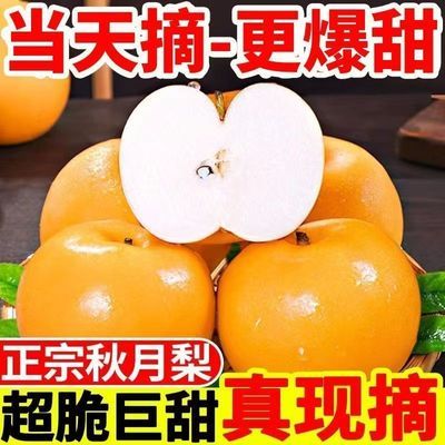 【正宗秋月梨】大果薄皮新鲜水果一整箱产地直发梨脆甜多汁