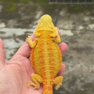 鬃狮高端网红柑橘宠物流行蜥蜴无毒温顺新手幼苗可爱蜥大苗宠鬃狮