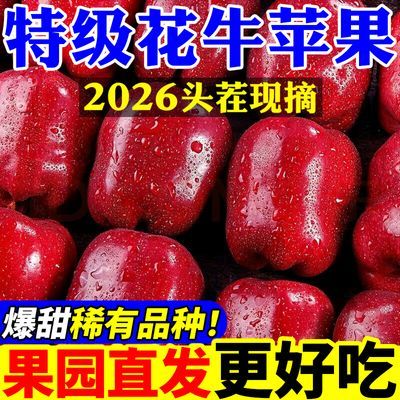 【2026头茬正宗花牛苹果】天水新鲜水果整箱宝宝辅食蛇果当季粉面