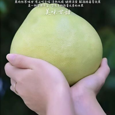 大果王无孔单果2斤起正宗仙游度尾文旦柚子当季孕妇酸甜新鲜水果
